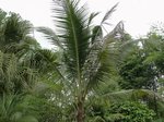Cocos nucifera * Parents � 2 t�tes