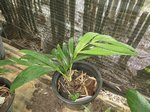 Dypsis robusta�