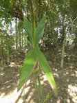 Dypsis sanctaemariae