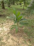 Areca vestiaria x A. guppyana