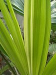 Livistona chinensis variegata 