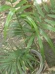 Heterospathe elata�