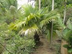 Livistona jenkinsiana 