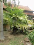 Livistona jenkinsiana 
