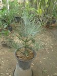Chamaerops humilis var. cerifera