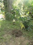 Chamaedorea pinnatifrons 