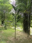 Areca kampuchea