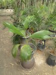 Pritchardia remota  * ex aylmer robinsonii