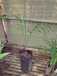Chamaedorea radicalis g�ant