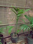 Areca sp. Java