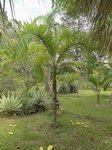 Bactris setulosa� 
