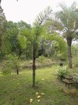 Bactris setulosa� 
