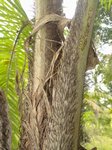 Bactris setulosa� 