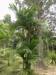 Areca montana clumping 'hybride ?'