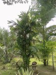 Areca montana clumping 'hybride ?'