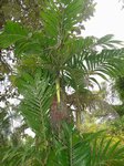 Areca montana clumping 'hybride ?'