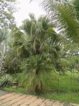 Livistona chinensis 