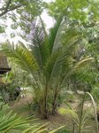 Cocos nucifera var. orange�/ Tha�lande