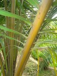 Cocos nucifera var. orange�/ Tha�lande