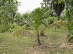 Cocos nucifera var. 'Kalo' = cr�ne * Gros fruit rond en forme de cr�ne