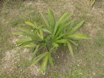 Sabal mauritiiformis��