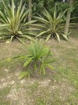 Sabal mauritiiformis��
