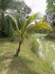 Cocos nucifera var. Hawaiian tall