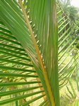 Cocos nucifera var. Hawaiian tall