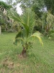 Cocos nucifera var. 'Kati' * Utilis�e pour le lait