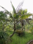 Cocos nucifera var. golden�