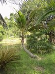 Cocos nucifera var. golden�