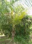Cocos nucifera var. yellow dwarf