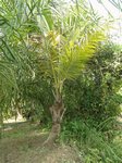 Cocos nucifera var. yellow dwarf