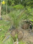 Phoenix canariensis�hybride