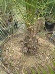 Phoenix canariensis�hybride