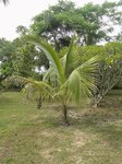 Cocos nucifera var. 'Pueak wan' = Bourre sucr�e commestible