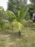 Cocos nucifera var. 'Pueak wan' = Bourre sucr�e commestible
