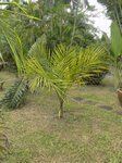 Syagrus amara 