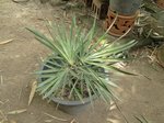 Hemithrinax ekmaniana * ex Thrinax � ekmaniana