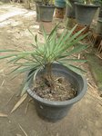 Hemithrinax ekmaniana * ex Thrinax � ekmaniana