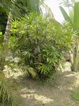 Rhapis siamensis 