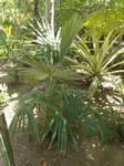 Coccothrinax crinita 