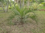 Butia purpurascens�
