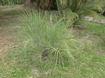 Butia capitata strictor