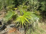 Trachycarpus latisectus 