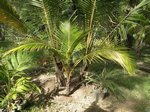 Cocos nucifera var. yellow / Tha�lande