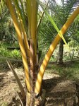 Cocos nucifera var. yellow / Tha�lande