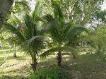 Cocos nucifera dwarf Thailand
