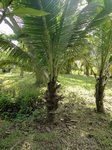 Cocos nucifera dwarf Thailand