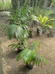 Areca congesta